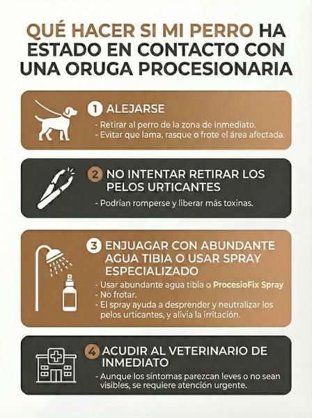 Qué hacer si un perro toca una oruga procesionaria.