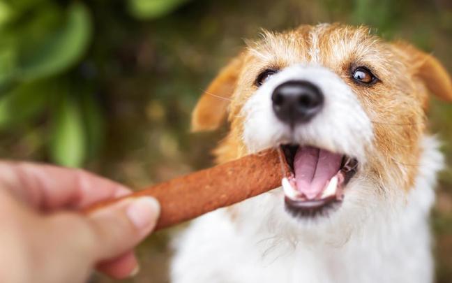 Un perro recibe una chuchería tras un paseo.