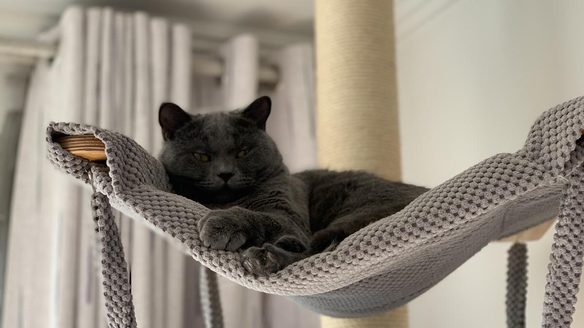 Un gato descansa en una cama similar a una hamaca.