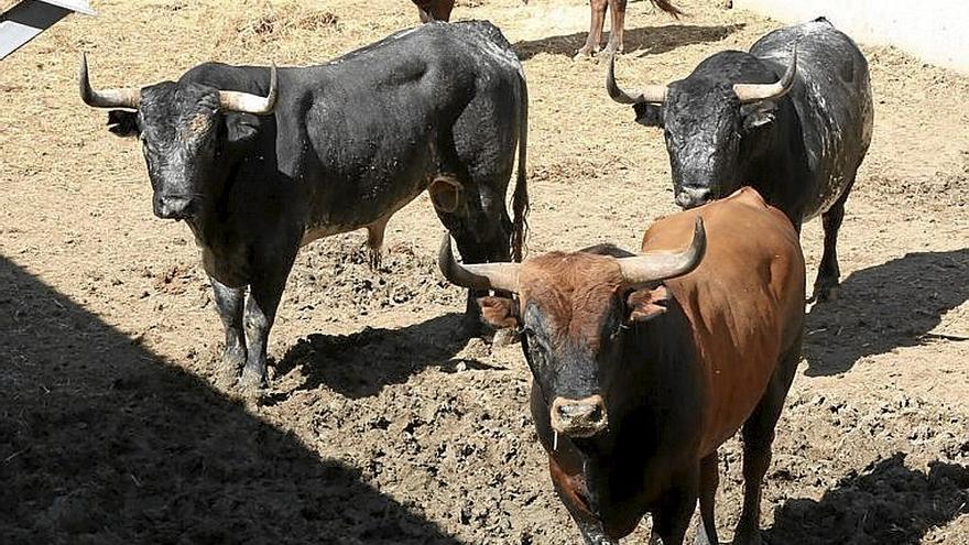 Cuatro de los toros de Miura, en los Corralillos del Gas. Foto: Diario de Noticias
