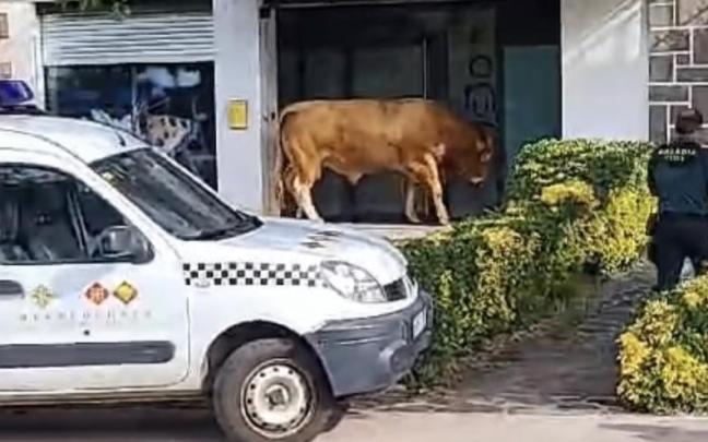 Un toro suelto por el centro de Bera Un toro suelto por el centro de Bera