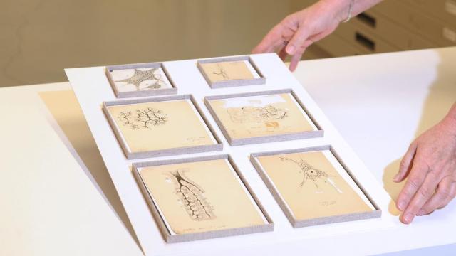 Los seis dibujos originales de Ramón y Cajal descubiertos en el Museo Anatómico de la UVa.