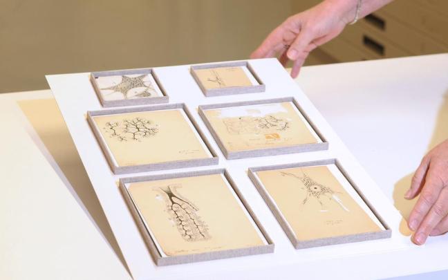 Los seis dibujos originales de Ramón y Cajal descubiertos en el Museo Anatómico de la UVa.