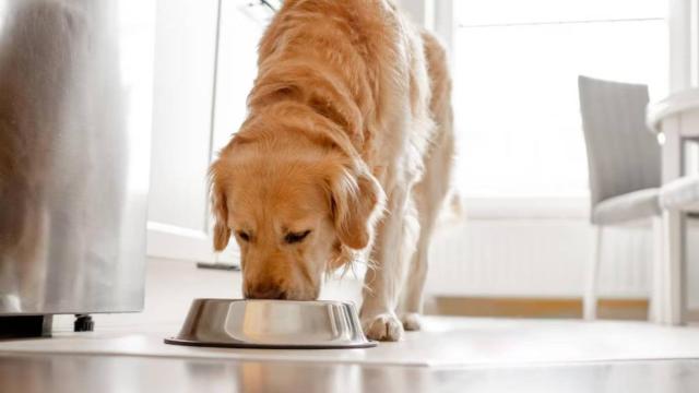 El tamaño y la raza del perro también influyen en el mejor momento y la frecuencia con la que debe alimentarse