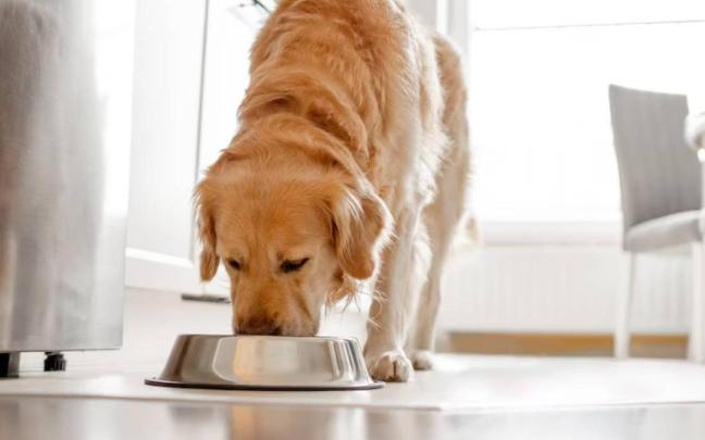El tamaño y la raza del perro también influyen en el mejor momento y la frecuencia con la que debe alimentarse / Freepik El tamaño y la raza del perro también influyen en el mejor momento y la frecuencia con la que debe alimentarse