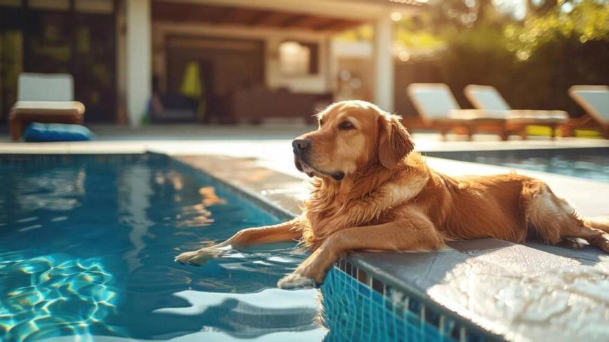 La piscina viral para perros para mantener a tus mascotas frescas y entretenidas este verano