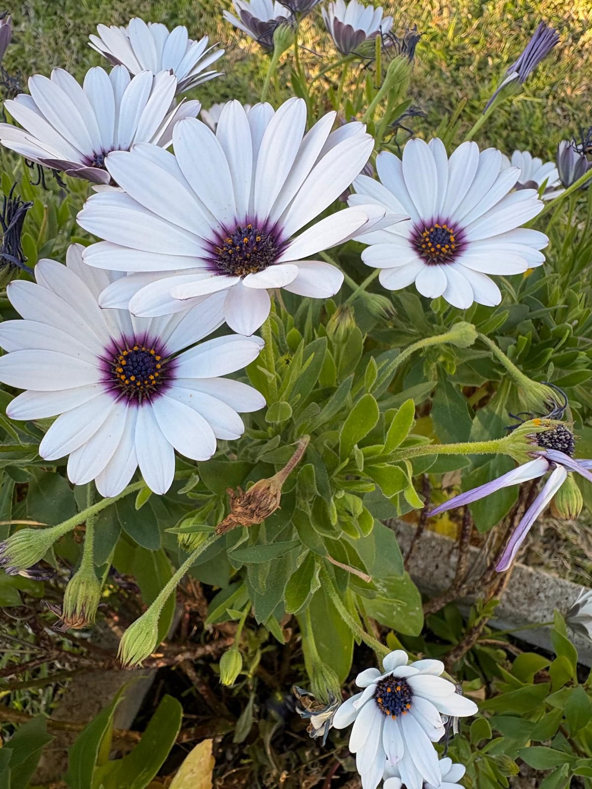 Margaritas, flores tanto para macetas como jardines.