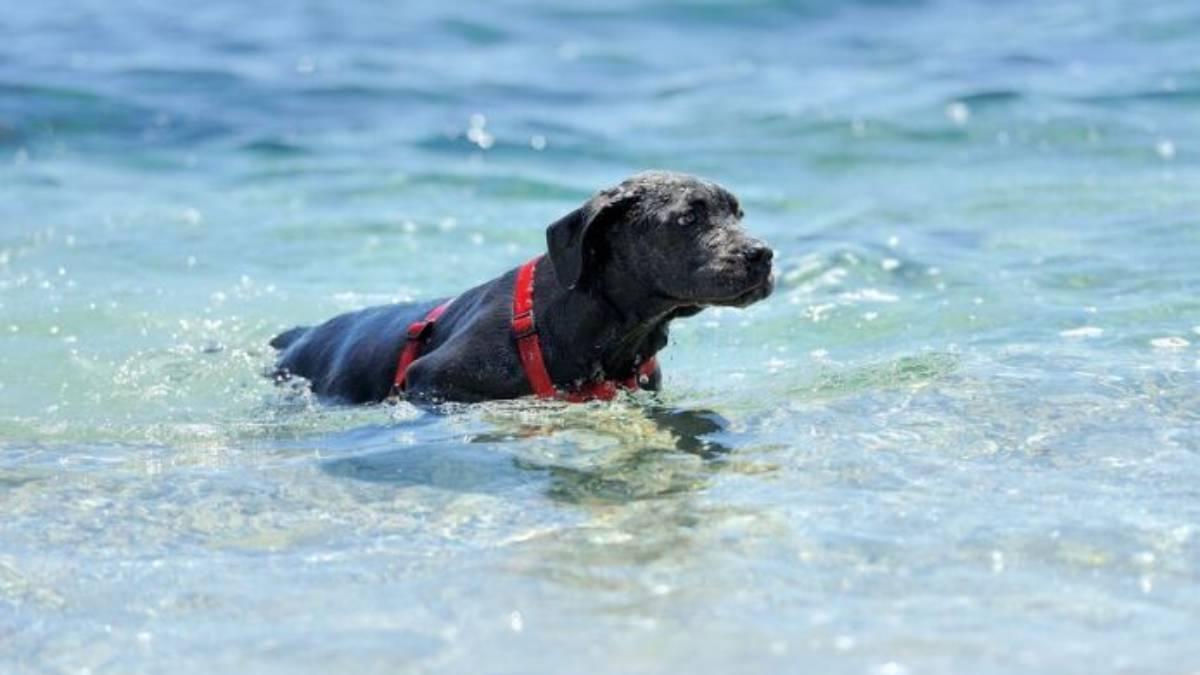 Cuando un perro cae al agua, la reacción instintiva de muchos dueños es lanzarse detrás de él sin pensar en las consecuencias.