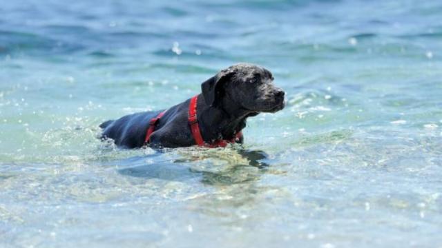 Cuando un perro cae al agua, la reacción instintiva de muchos dueños es lanzarse detrás de él sin pensar en las consecuencias. / Freepik Cuando un perro cae al agua, la reacción instintiva de muchos dueños es lanzarse detrás de él sin pensar en las consecuencias.