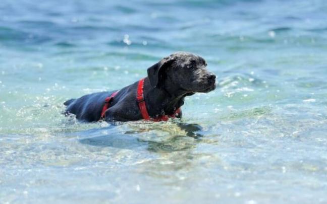 Cuando un perro cae al agua, la reacción instintiva de muchos dueños es lanzarse detrás de él sin pensar en las consecuencias. / Freepik Cuando un perro cae al agua, la reacción instintiva de muchos dueños es lanzarse detrás de él sin pensar en las consecuencias.
