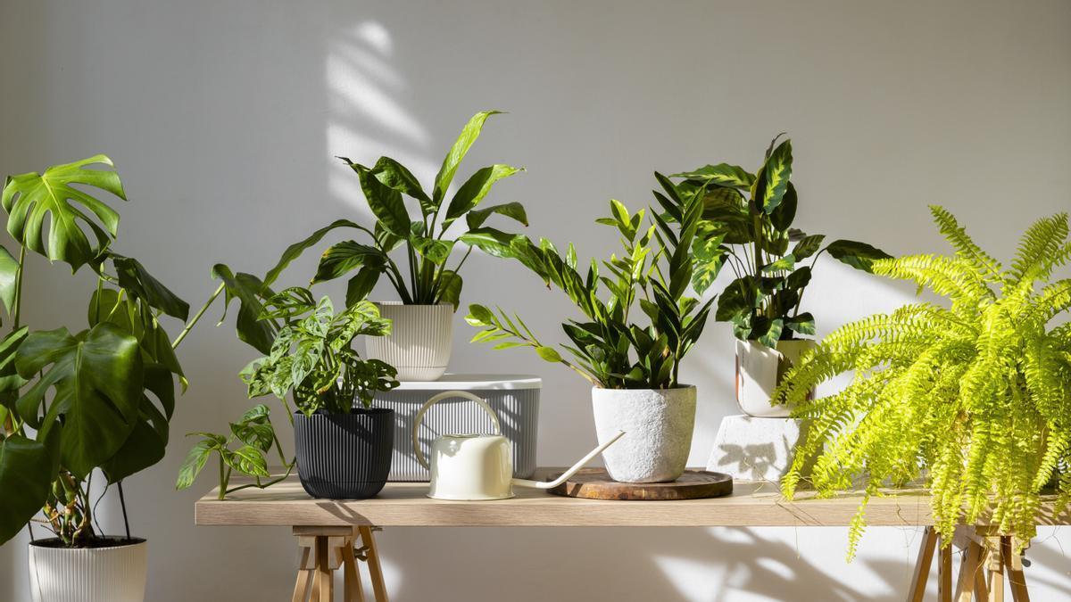 indoor plants studio