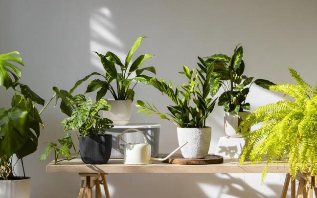 indoor plants studio