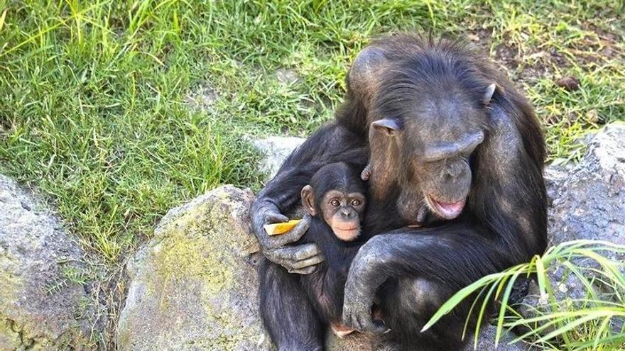 Una chimpancé y su cría en una imagen de archivo.