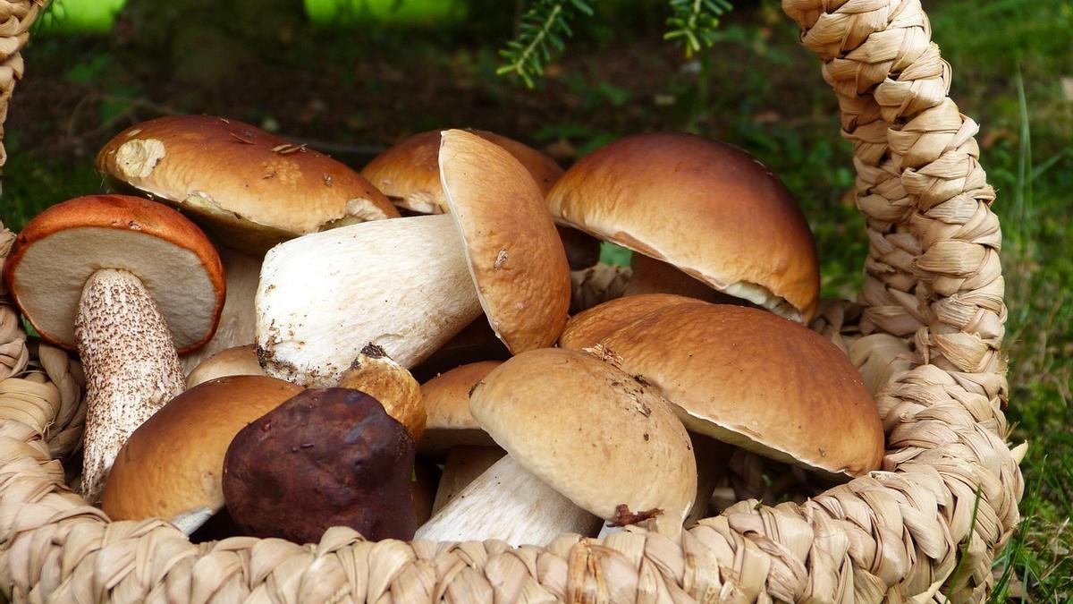 Setas recién cogidas en el campo.