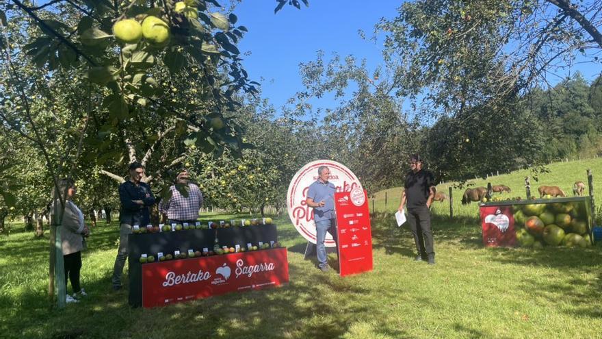 La cosecha de manzana para sidra ha arrancado oficialmente este jueves.