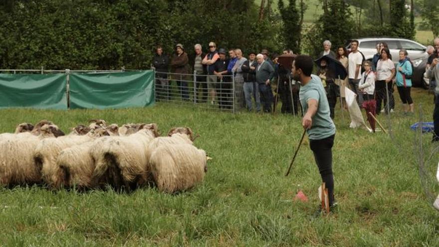 Imagen de una pasada edición del concurso de perros pastor de Aretxabaleta.