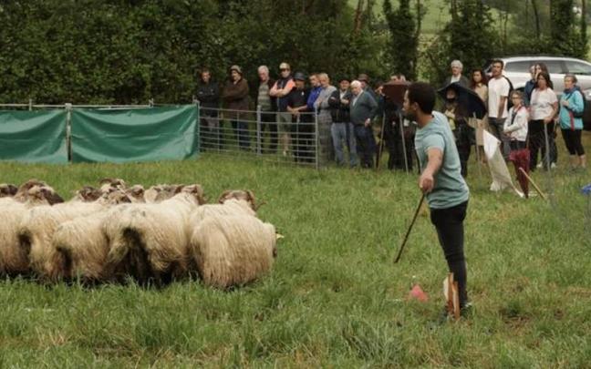 Imagen de una pasada edición del concurso de perros pastor de Aretxabaleta.