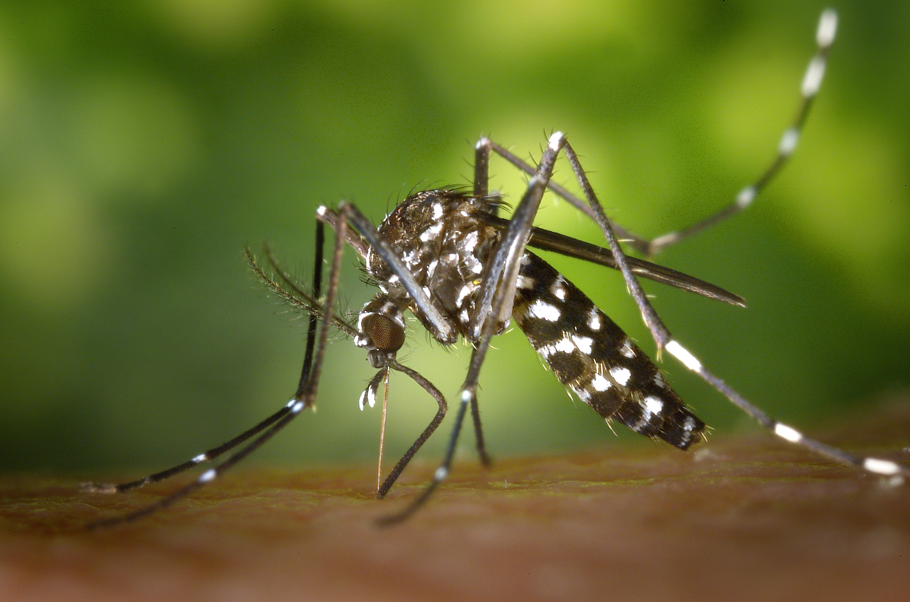 Mosquito tigre, "Aedes albopictus". Foto: Gobierno de Navarra. 