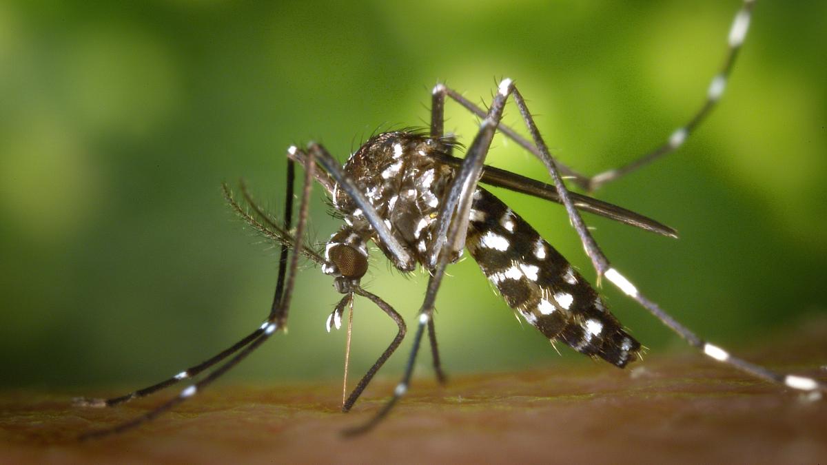 Mosquito tigre, "Aedes albopictus". Foto: Gobierno de Navarra. 