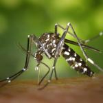 Mosquito tigre, "Aedes albopictus". Foto: Gobierno de Navarra. 