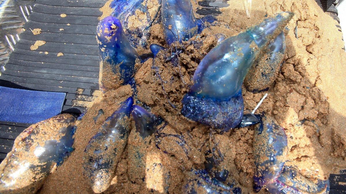 Aparición de carabelas portuguesas en la playa de Zarautz, 5 de agosto de 2025.