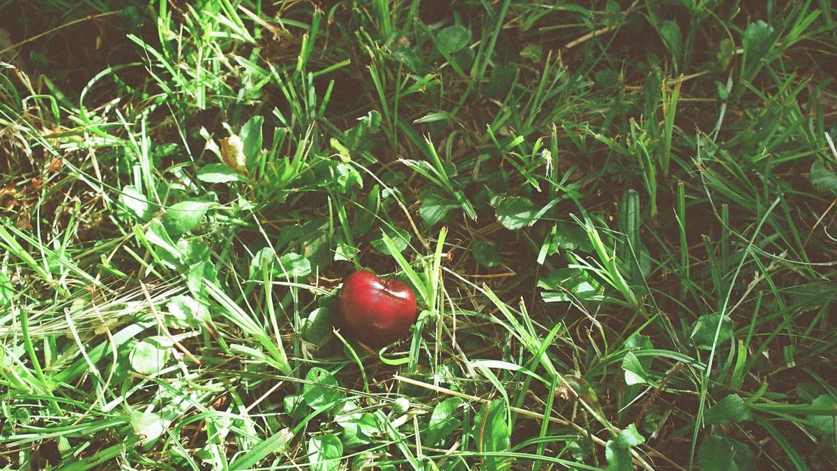 '4.5. Udaberria', parte de la exposición 'Gereziondoa' del artista I. Z.