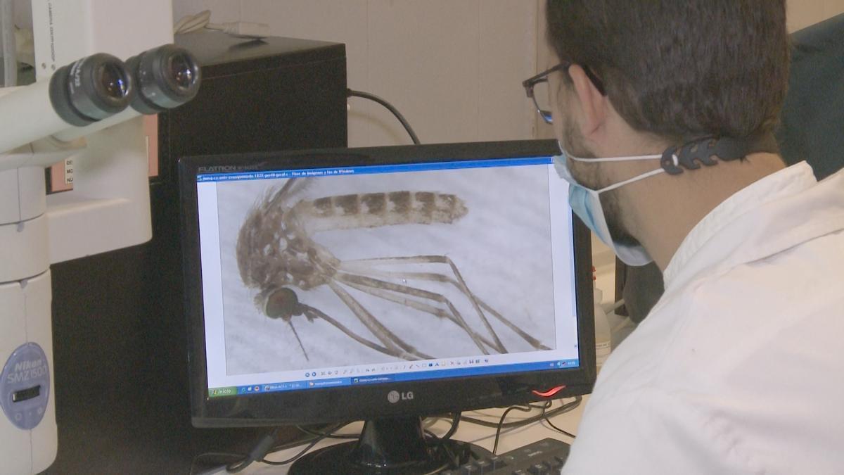 Un investigador estudia el mosquito que transmite el virus del Nilo.