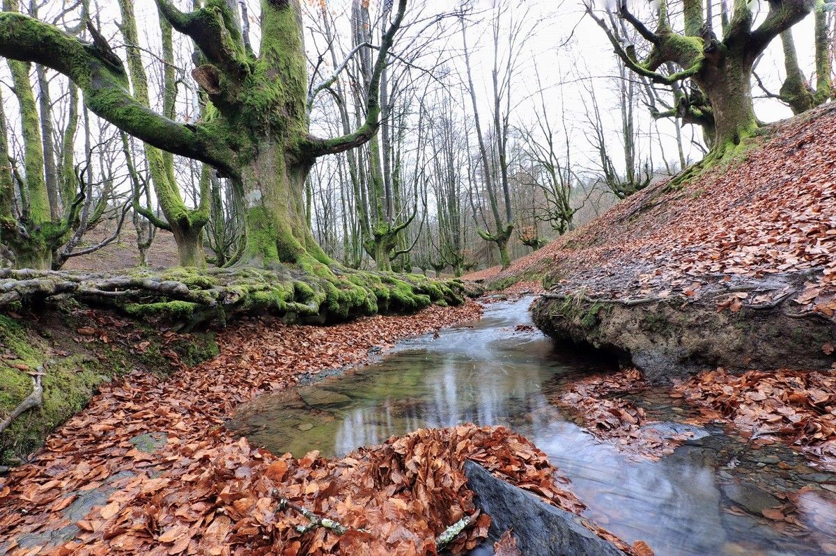 Arroyo Zubizabala en el Hayedo de Otzarreta