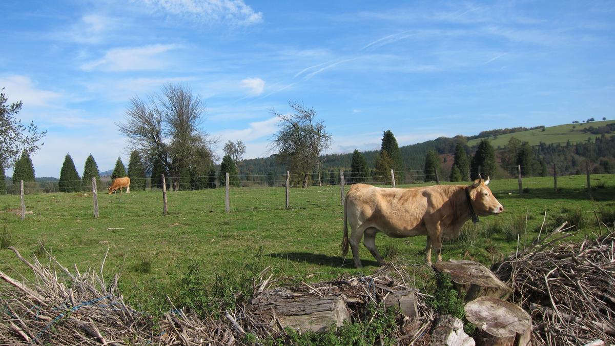 Euskadi tiene un total de 121.306 cabezas de ganado.