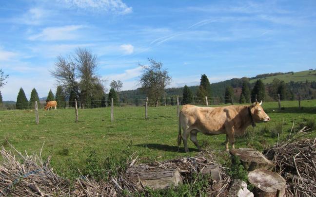 Euskadi tiene un total de 121.306 cabezas de ganado.