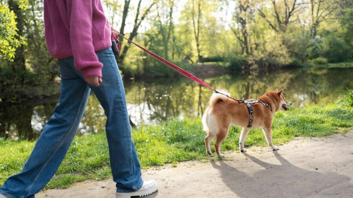 Dueña pasea con su perro