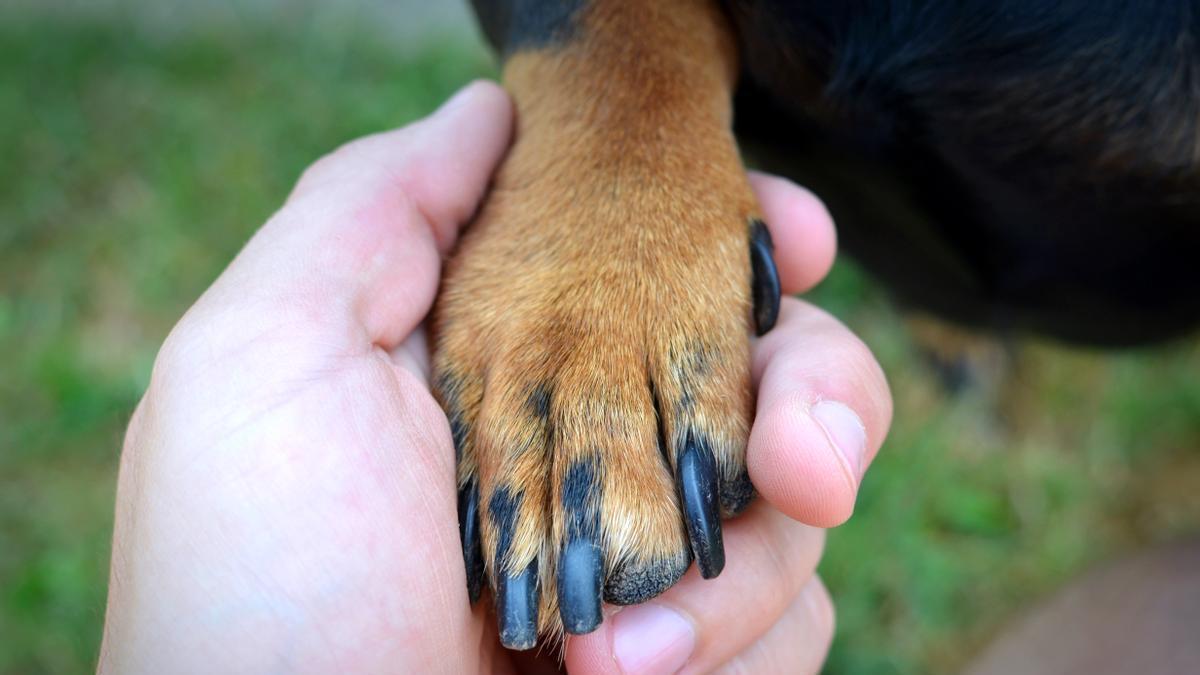 Primer plano de la mano de un dueño y la pata de su perro.