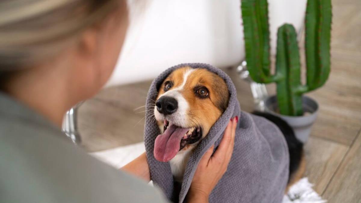 Perro bañándose