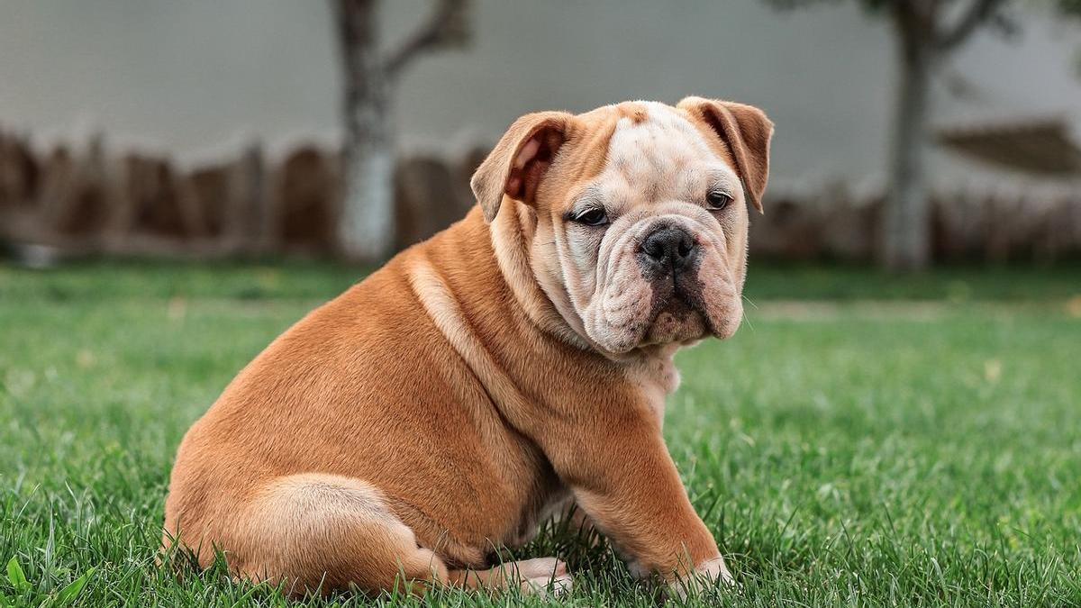 Bulldog inglés