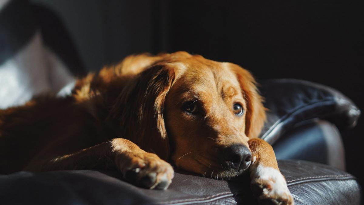 Un perro solo en casa espera en una butaca el regreso de su familia.