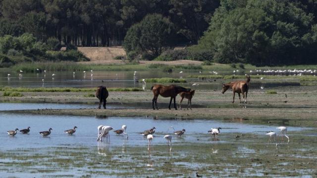 Varias especies diferentes en el entorno de Doñana.