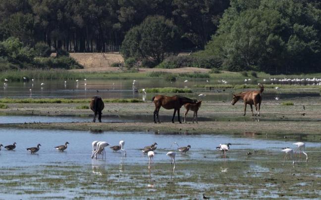 Varias especies diferentes en el entorno de Doñana. Varias especies diferentes en el entorno de Doñana.