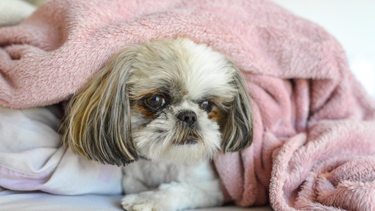 Perro pequeño en casa con una manta para el frío
