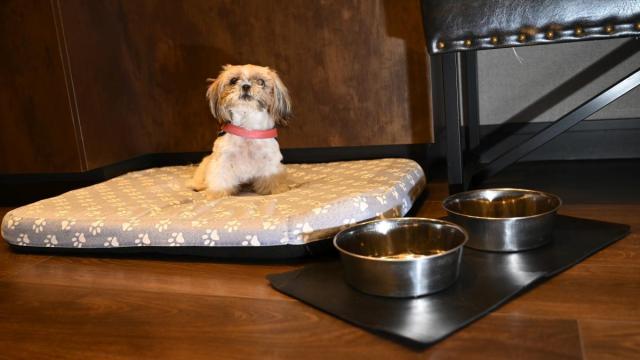 Bali disfrutó de su estancia en el Hotel Catalonia.