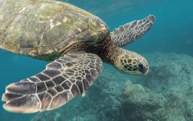 El FRER también ha aprobado una serie de actuaciones para restaurar ecosistemas y desarrollar infraestructuras de zonas naturales con el objetivo de proteger la naturaleza y la biodiversidad