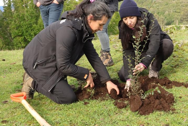 Al sur de los Andes, los árboles autóctonos están resurgiendo gracias a los esfuerzos de restauración de los Pueblos Indígenas,