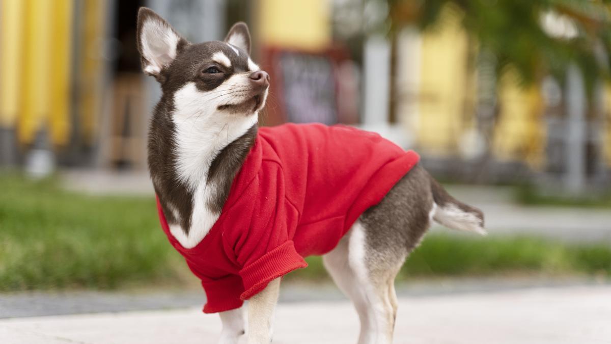 Chihuahua con un abrigo rojo