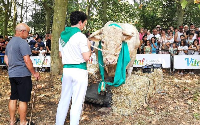 El toro charolés Nulo