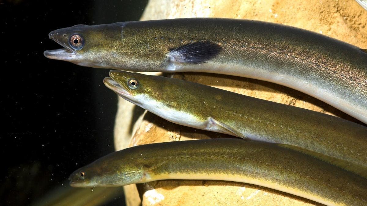 Imagen de unas anguilas