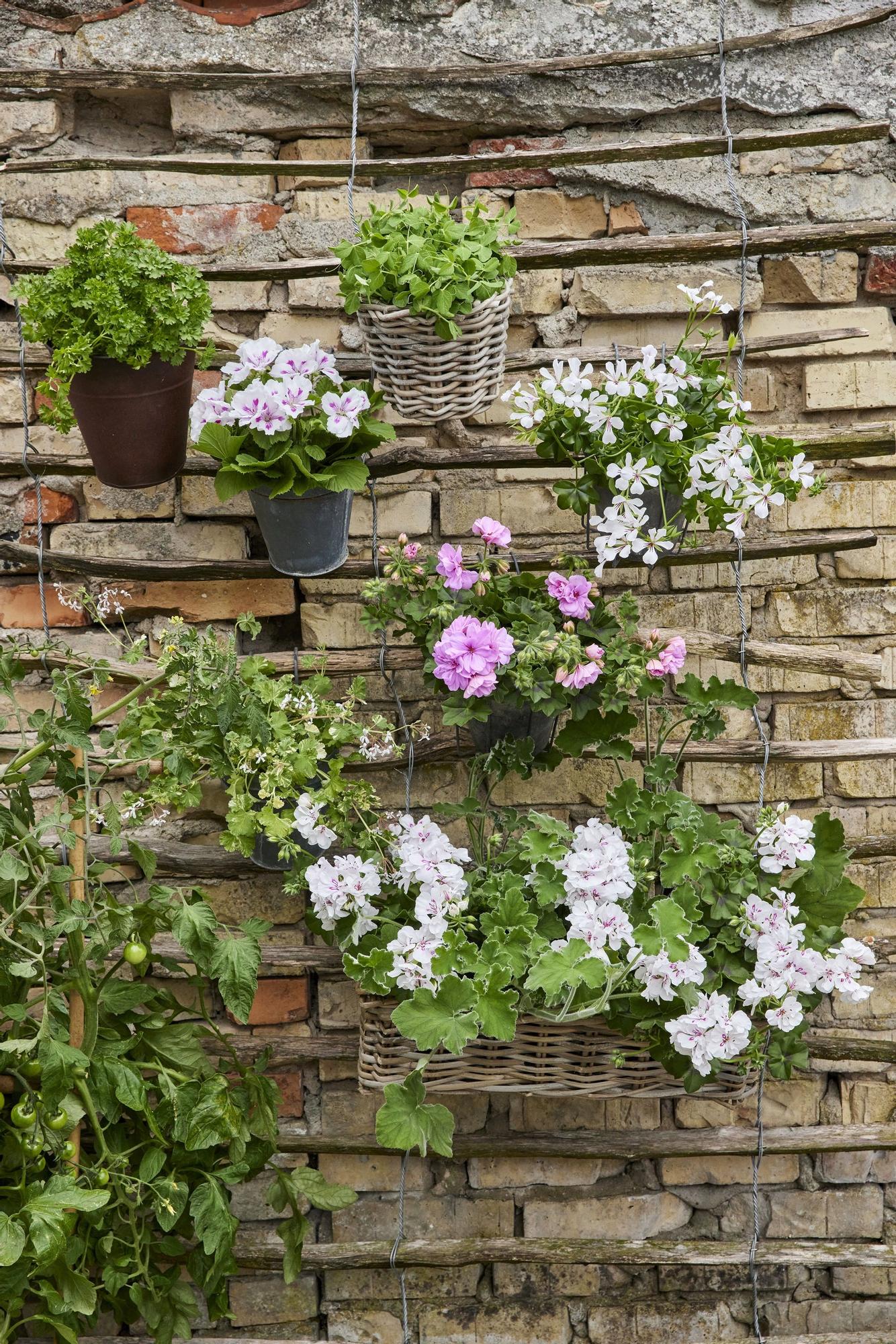 Unas vallas crean un bonito jardín vertical en una destartalada pared.