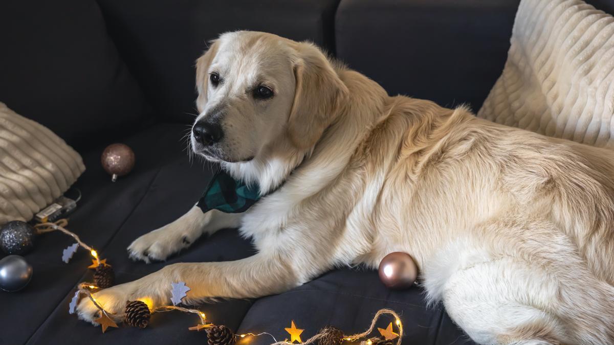 Golden Retriever en el sofá con luces navideñas