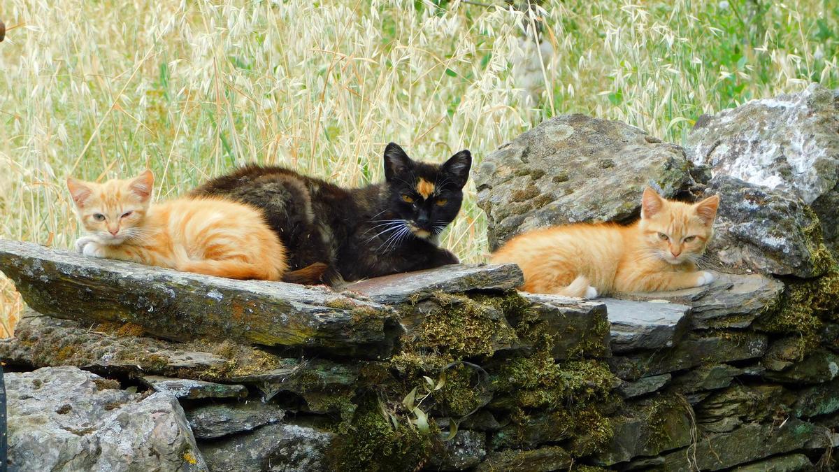 Un grupo de gatos descansa sobre un muro de piedra entre dos campos.