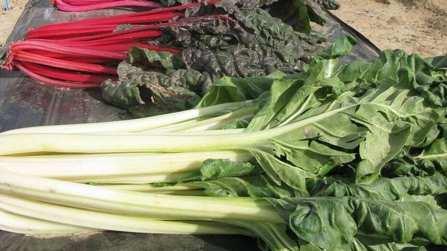 Distintas variedades de acelgas.