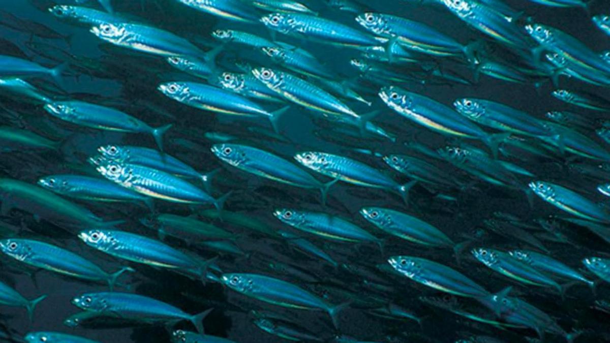 La zona mesopelágica alberga gran cantidad de vida marina.