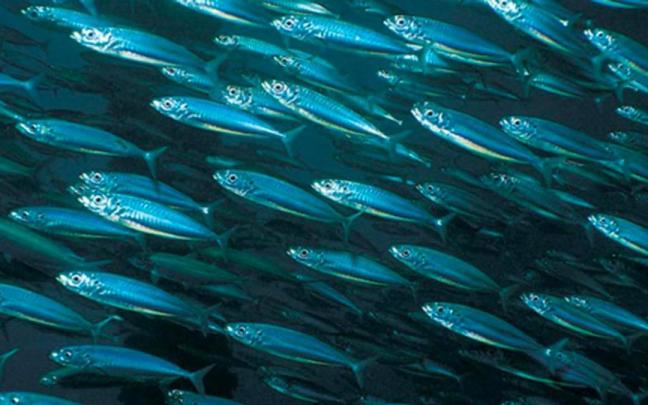 La zona mesopelágica alberga gran cantidad de vida marina.